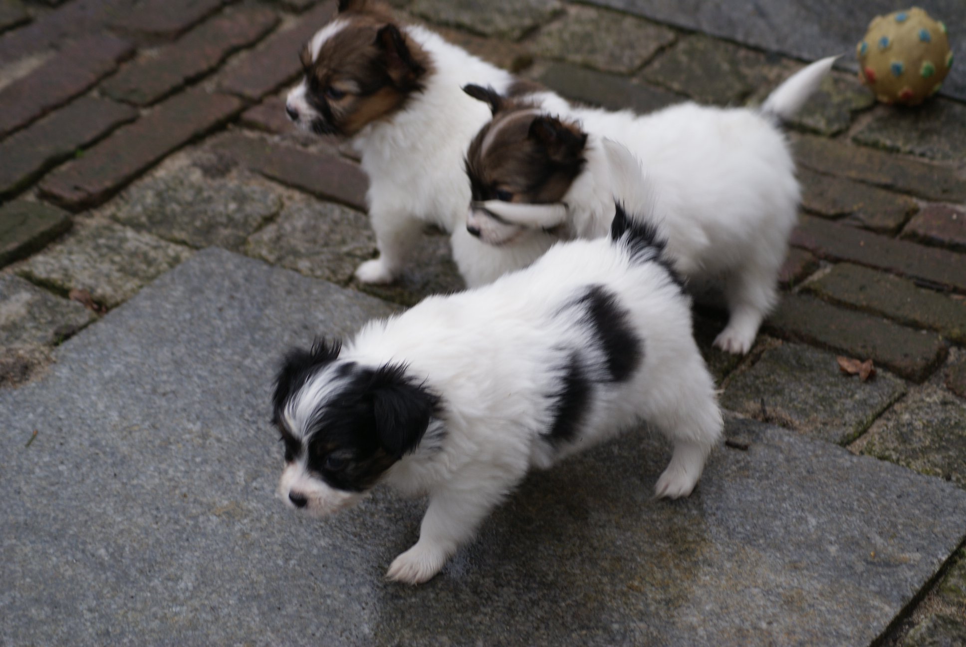 vertrekken Schotel mode Papillon kennel De La Maille Dunes - Te koop / For Sale.